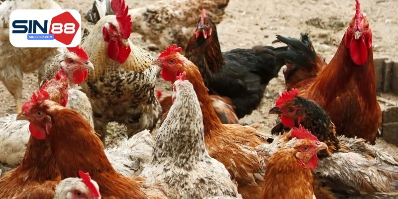 Giống gà đá hay nhất và nổi tiếng tham khảo