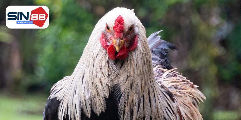 Các giống gà đá hay cho thành viên tham khảo
