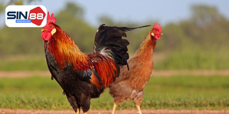 Chăm sóc gà chọi giai đoạn nuôi thúc