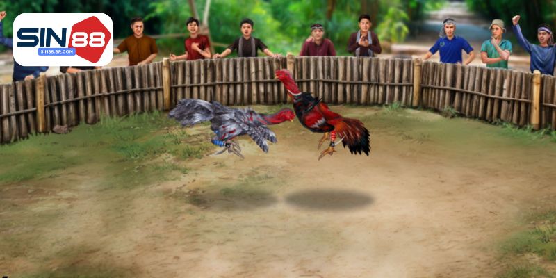 Chọn gà đá hay nhờ vào nhìn hình dáng của chiến kê